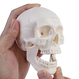 ERWEY Mini Skädel Modell Skelett Modell für Anatomieunterricht,Skelettmodell eines menschlichen Schädels mit beißbarem Kiefer, weiß